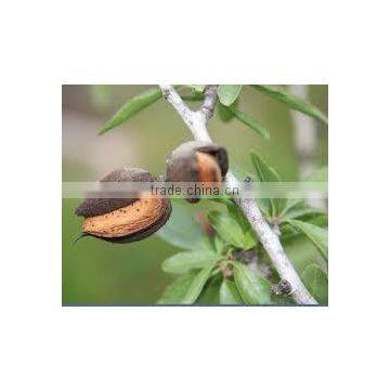 Badam fruits seeds Prunus dulcis almond seed