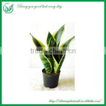 Ornamental Plants Sansevieria Sale photo-4