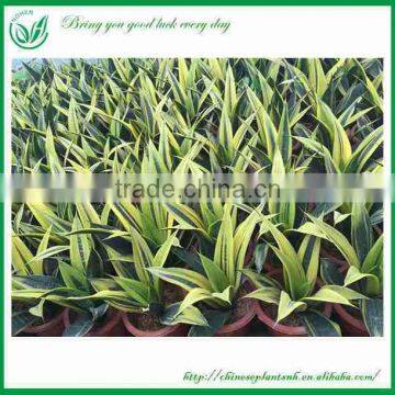 Sansevieria Laurentii photo-3