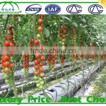 commercial greenhouses china