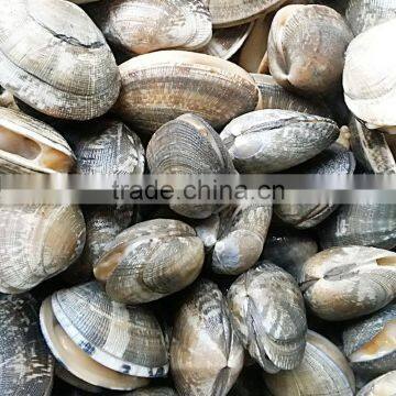 Vacuum Packed Baby Clam Size 51-60 photo-3