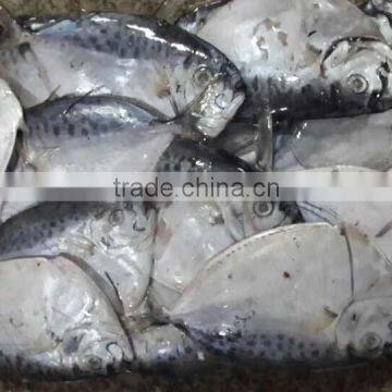 IQF Moonfish Sea Fish on Sales photo-3