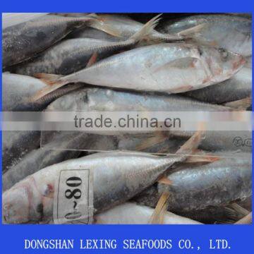 Frozen Good Horse Mackerel Round Scad photo-2