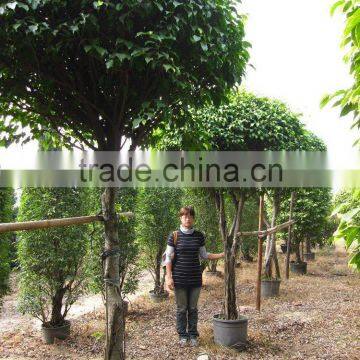 Ficus benjamina