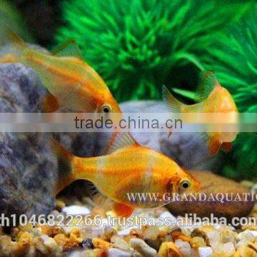 Golden Tiger Barb Fish For Sale and Export photo-5