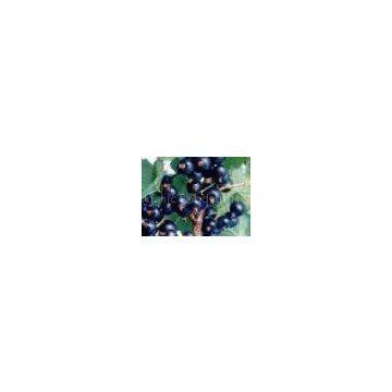 iqf black currant(sales5 at lgberry dot com dot cn )