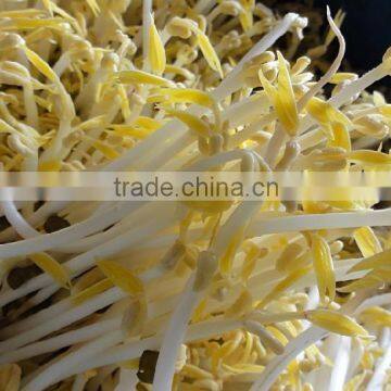 Automatic Bean Sprout Machine / Commercial Mung Bean Sprout Machine for Sale photo-2