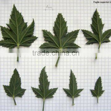 Free Sample Available - Marshmallow Leaves raw material