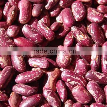 Purple speckled kidney beans