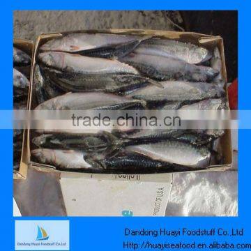 Mackerel Scomber Japonicus