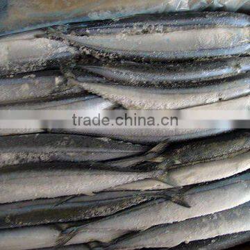 whole round frozen pacific whole round Taiwan saury