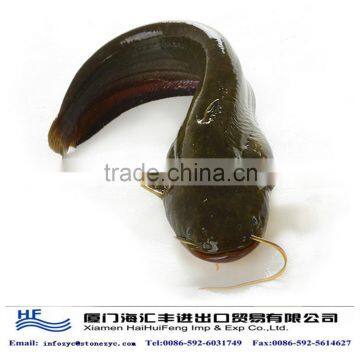 good quality catfish wholesale