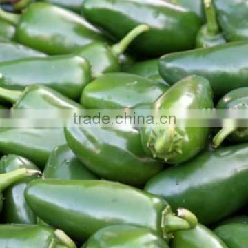 MEXICAN JALAPENO PEPPER