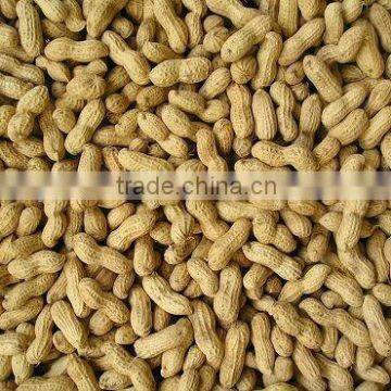 Hot Selling Roasted Peanut In Shells