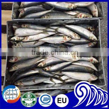 Frozen Sardine Fish Whole Round Bait Fish