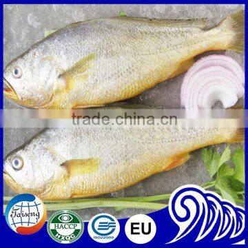 Whole Round Frozen Fish Frozen Yellow Croaker photo-2