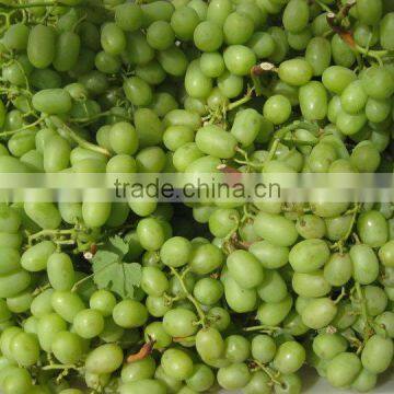 egyptian Fresh Grapes