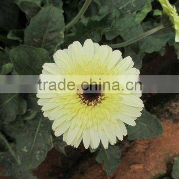 Gerbera Daisy