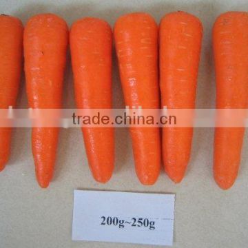 2014 crop fresh carrot for sale