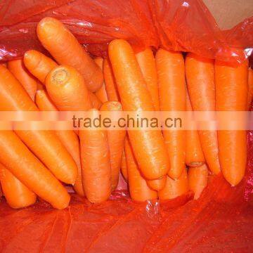 fresh Carrot shandong crop in 10kg carton