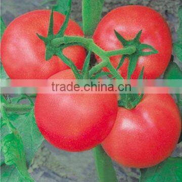 2016 New Hybrid Tomato seeds for growing-TianFu360