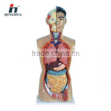 Human Sexless Torso 85cm