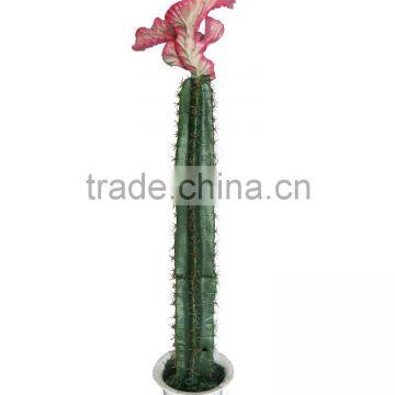 CHY040931 new products flowering succulent plant tropical plants with different sizes