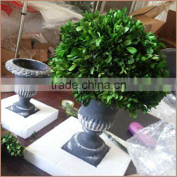 Natural Preserved Boxwood Cone Topiary Producer photo-3