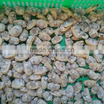 Sand and Chemical Free New Boiled Clam Meat for Sale photo-2
