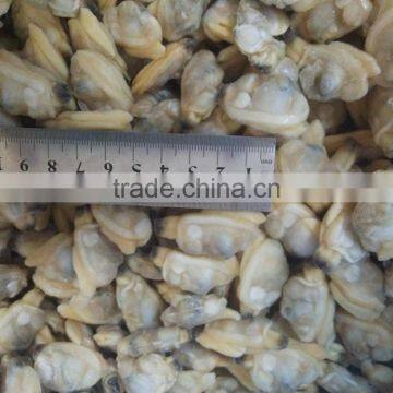 Wholesale All Kinds of the Scallop and Fresh Clam Meat in Season