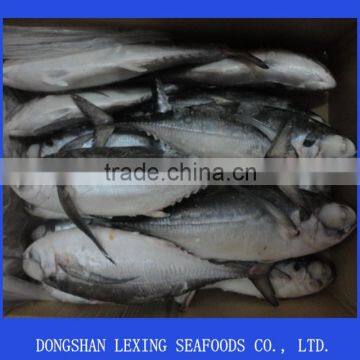 Seafood Frozen Hard Tail Scad photo-2