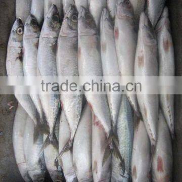 frozen mackerel (500g up)