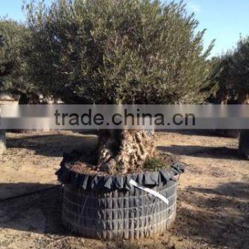 OLEA EUROPAEA BONSAI photo-3