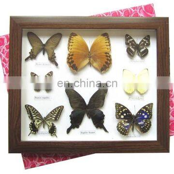 Dried Real Frame Real Butterfly photo-4