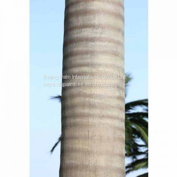 Artificial Royal Coco Palm photo-3
