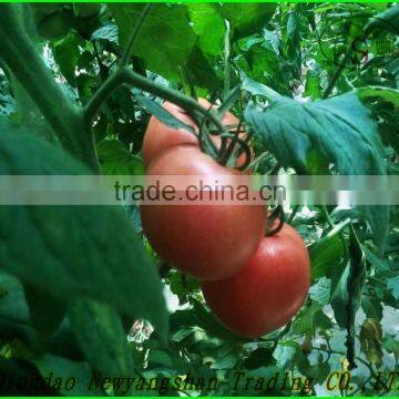 (NEW) 2015 TOMATO photo-3