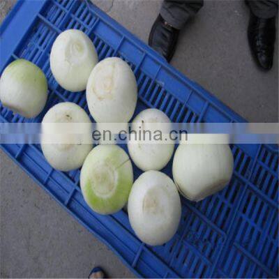 Onion Skin Removing Machine photo-4