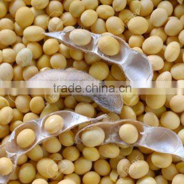 Soybean