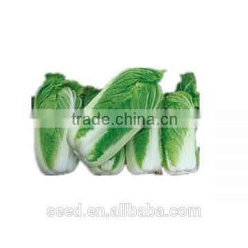 F1 hybrid Chinese cabbage seeds SXD No.2