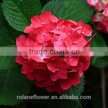 For Mother Day Natural Hydrangea Cheap Natural Hydrangea From Yunnan