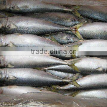 Frozen Whole Round Pacific Mackerel