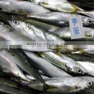 Good Quality Frozen Pacific Mackerel Fish for Sale photo-3