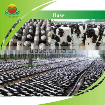 High Quality Black Fungus Powder