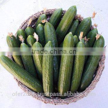 Cucumber seeds - High yield high quality high resistant seeds for planting