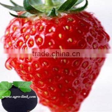 2016 Hot Selling Humic Acid Powder Price photo-6