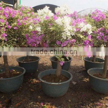 Bougainvillea Spectabilis photo-3