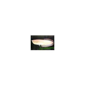 Sell Aquarium Fish