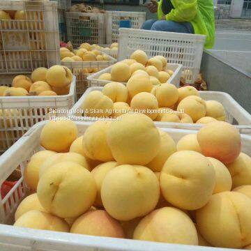 Chinese Frresh Peach photo-5