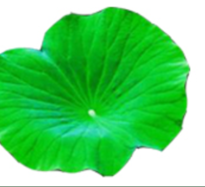 Lotus leaf extract