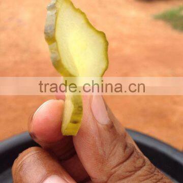 Gherkins in Acetic Acid